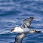 Shearwaters General information